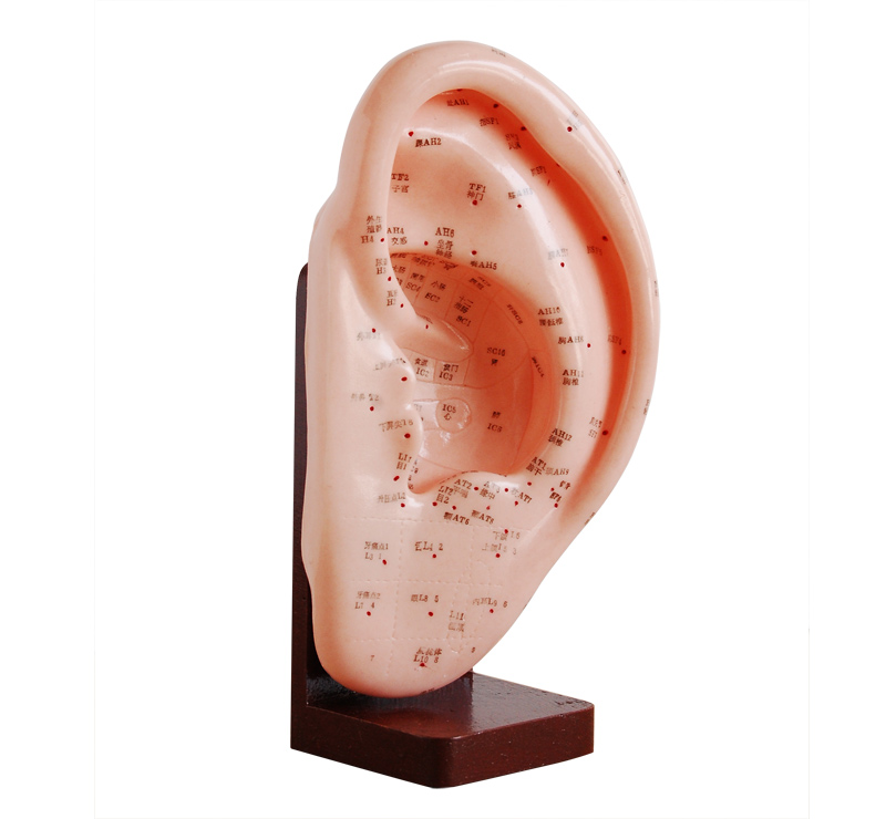 ��ᘾ�ģ��22cm