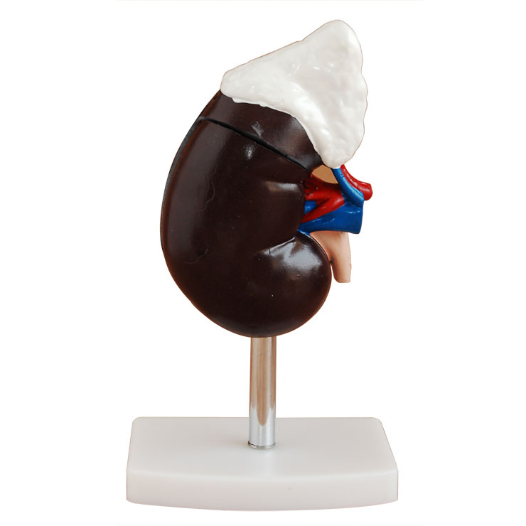 �I���ʸ��I����ģ��