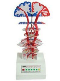 �F�wϵ��Ƥ�|(zh��)������늄�(d��ng)ģ��