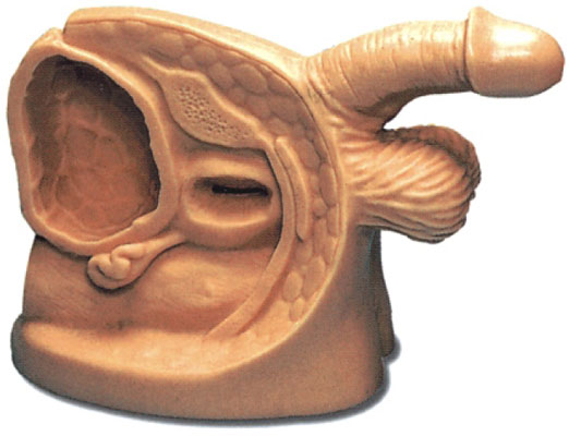 高級(jí)男性導(dǎo)尿插管生殖器模型 高級(jí)男性導(dǎo)尿插管生殖器模型