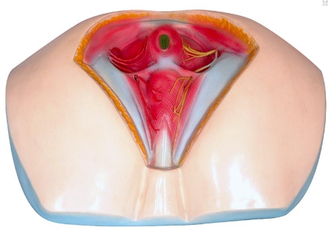 男性會陰模型 男性會陰模型